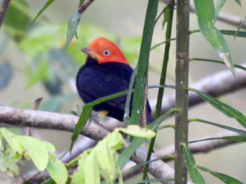 Red-capped Manakin - ML646525069