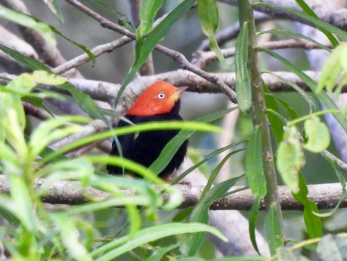 Red-capped Manakin - ML646525070