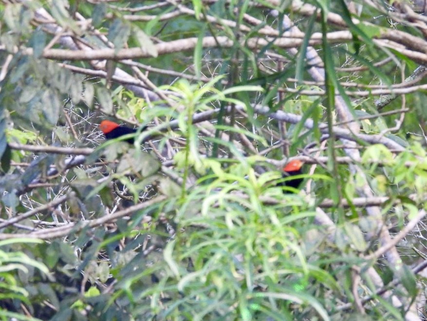 Red-capped Manakin - ML646525071