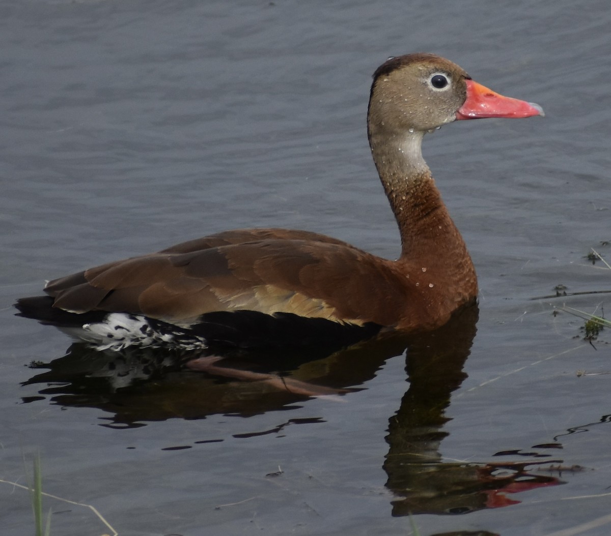 Black-bellied Whistling-Duck - ML646525080
