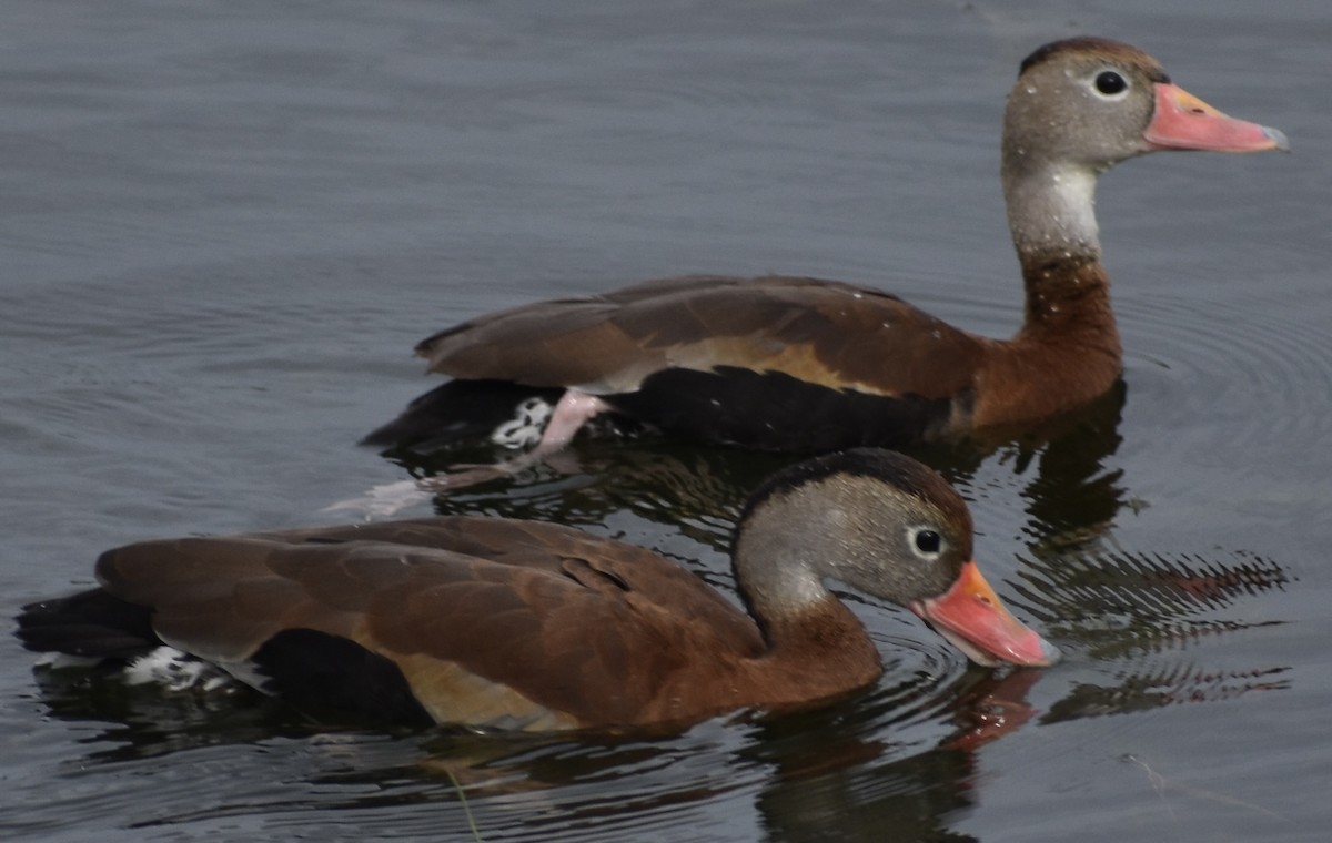 Black-bellied Whistling-Duck - ML646525083