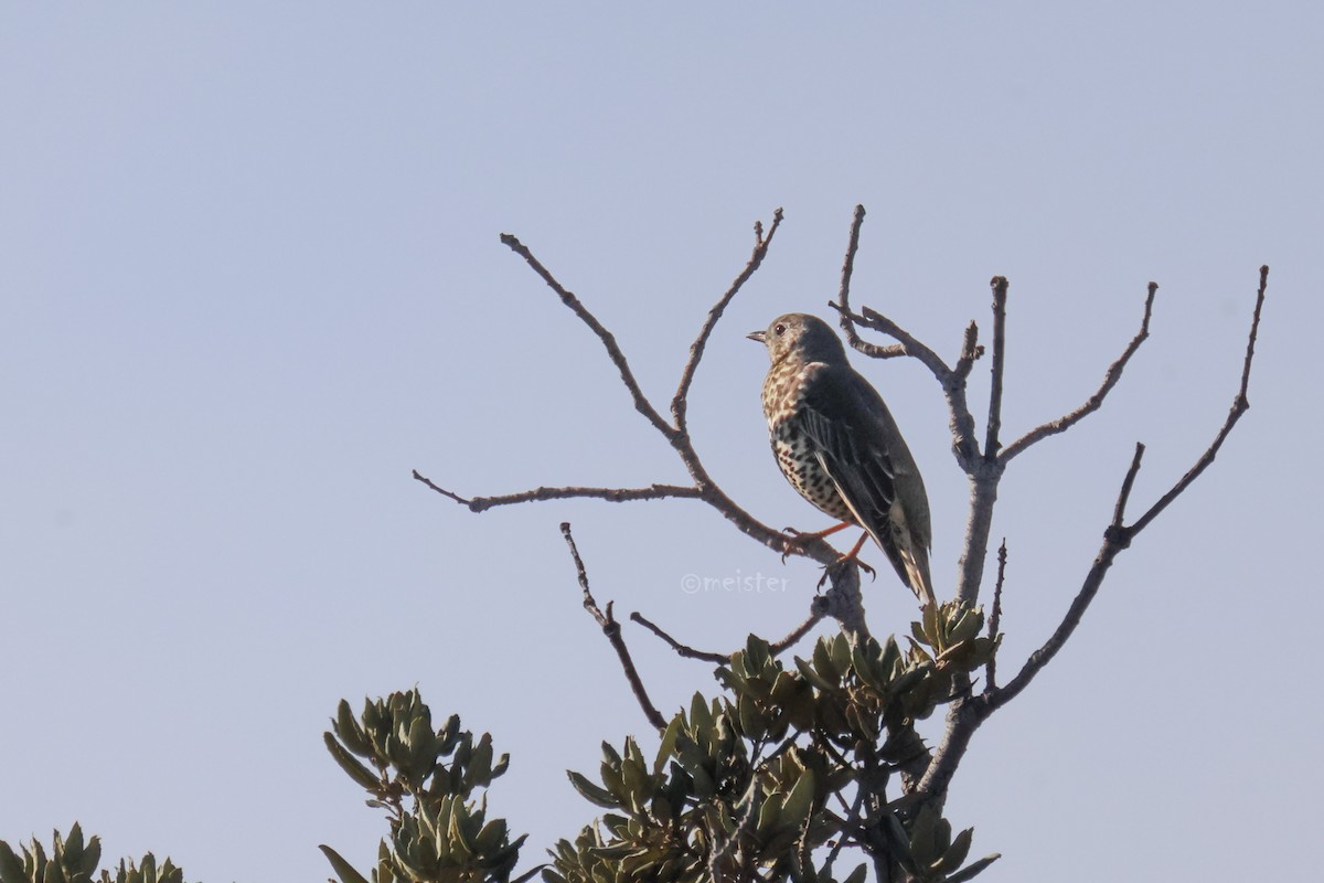 Mistle Thrush - ML646525084