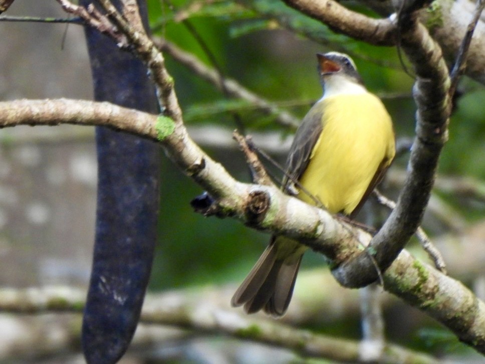 Social Flycatcher - ML646525085