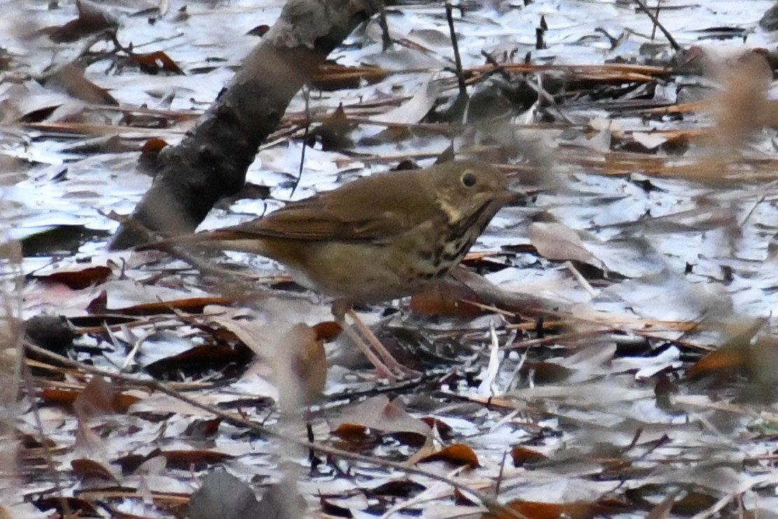 Einsiedler-Musendrossel - ML646525088