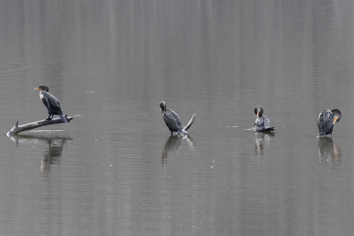 Ушастый баклан - ML646525089