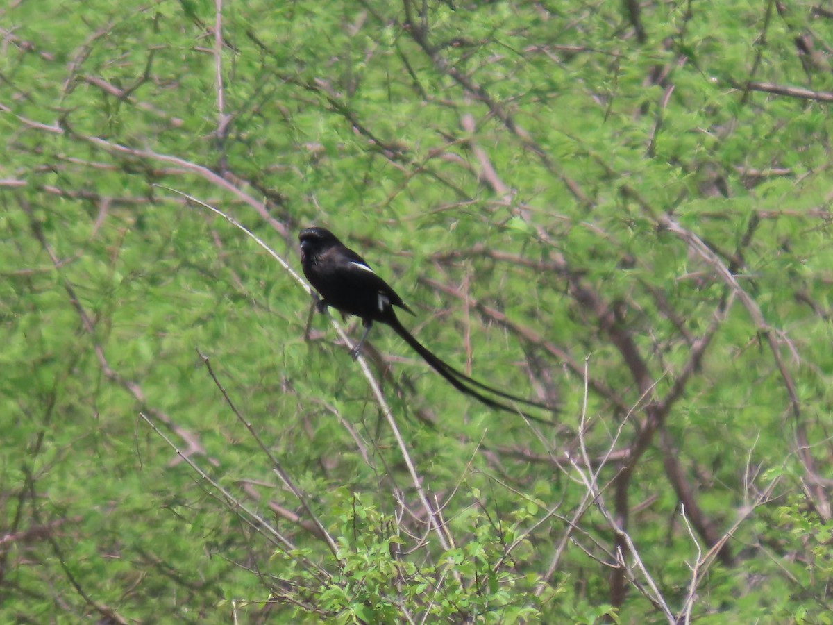 Corvinelle noir et blanc - ML646525091