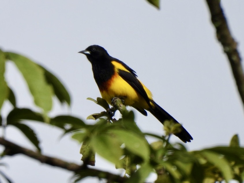 Black-cowled Oriole - ML646525092