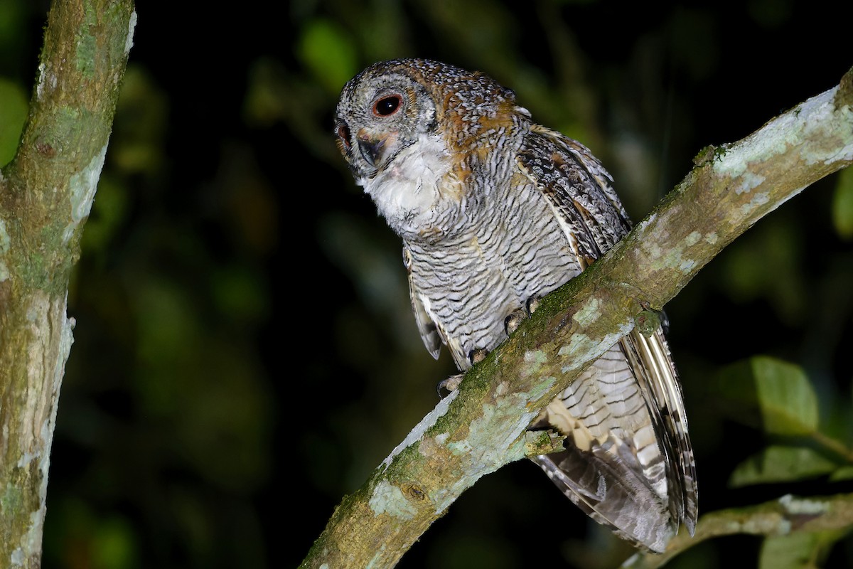 Mottled Wood-Owl - ML646525093