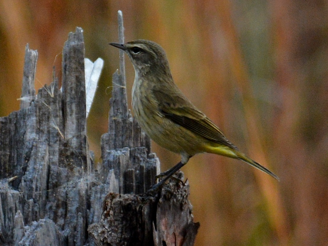 Palm Warbler (Western) - ML646525096