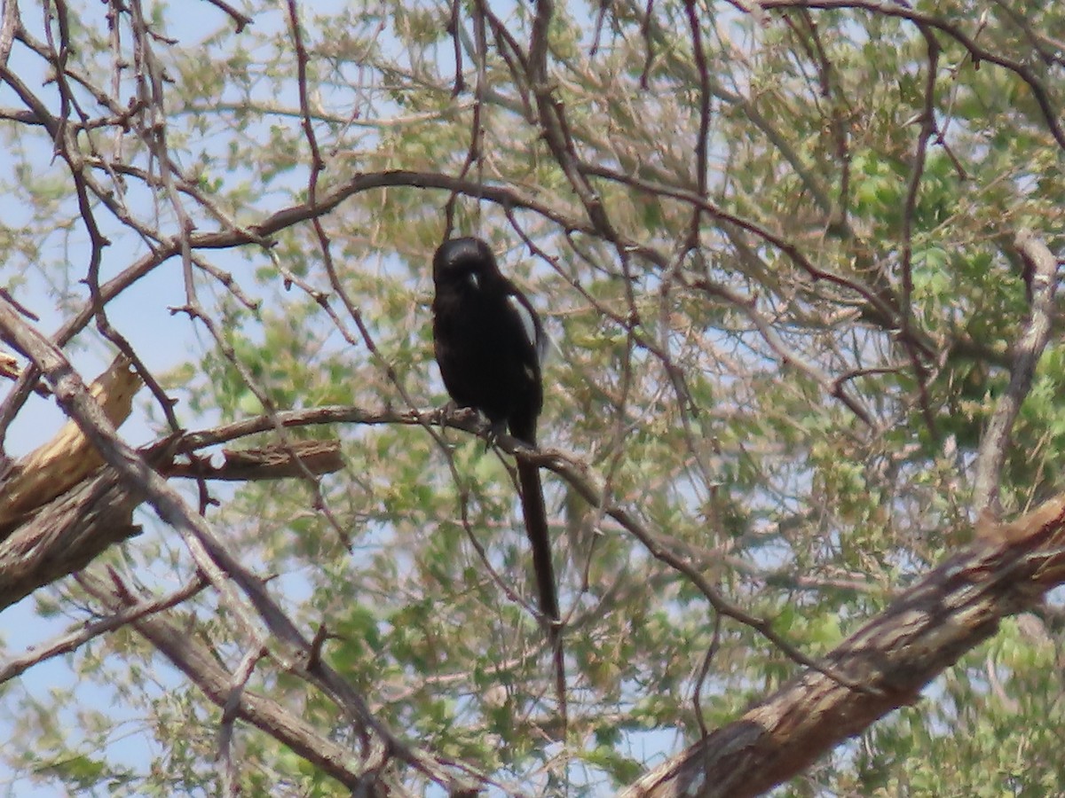 Corvinelle noir et blanc - ML646525098