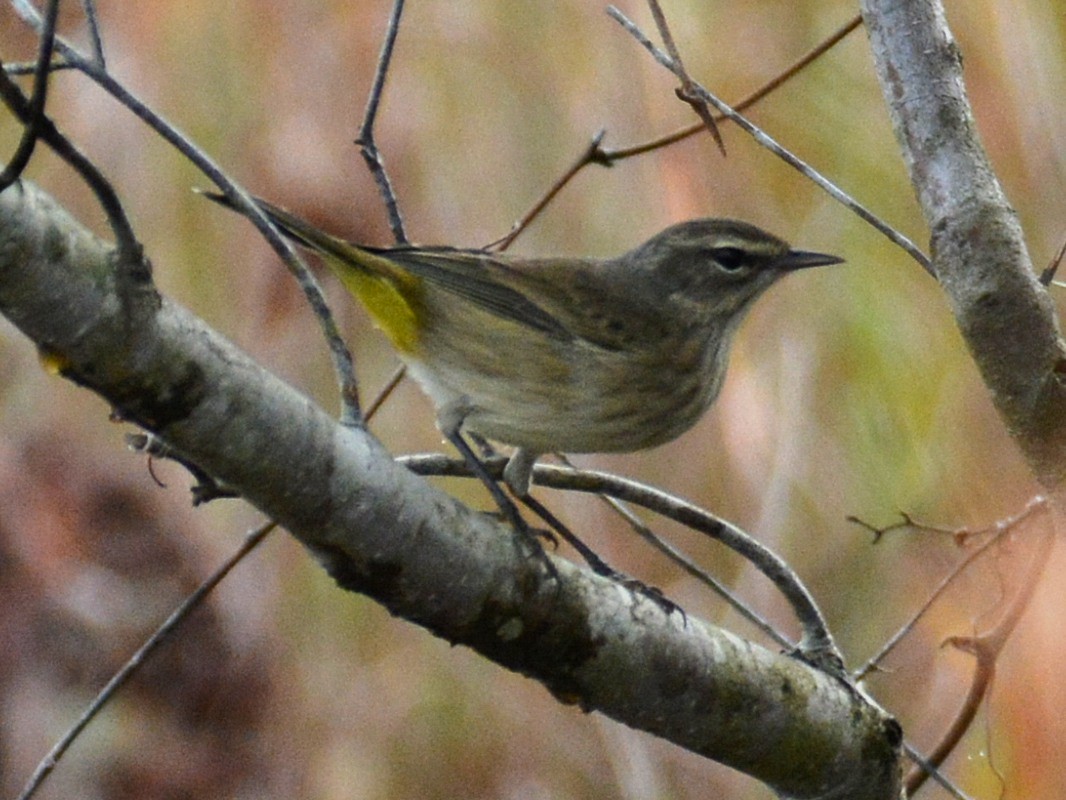 Palm Warbler (Western) - ML646525100