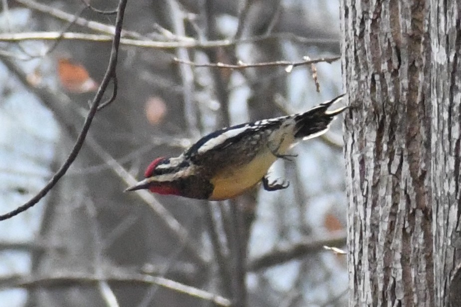 Желтобрюхий дятел-сокоед - ML646525101