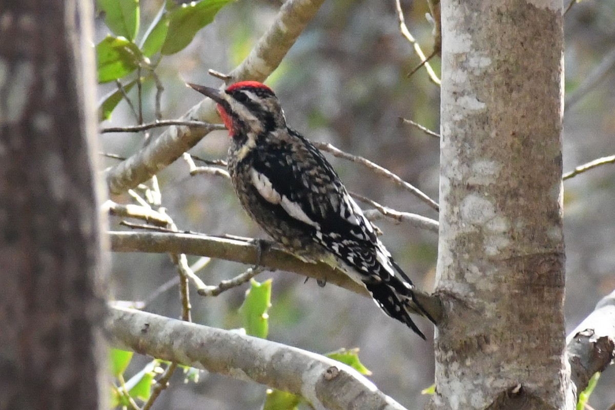 Желтобрюхий дятел-сокоед - ML646525102