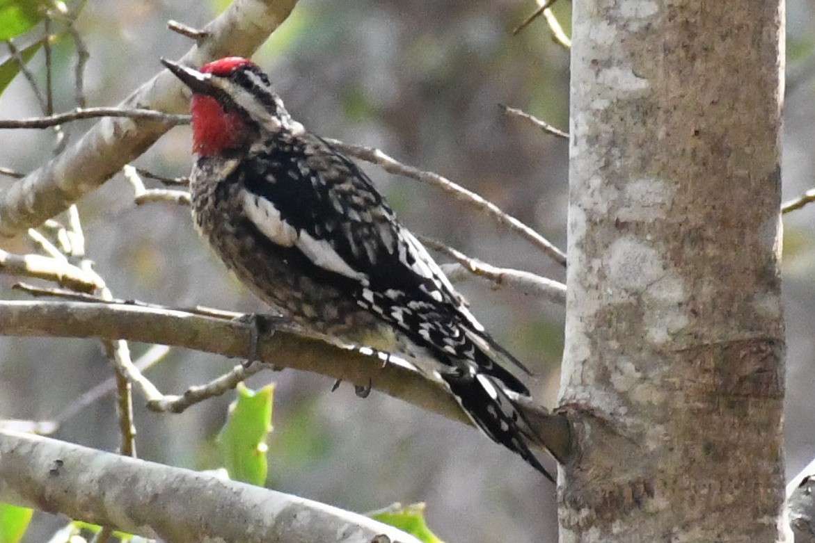 Желтобрюхий дятел-сокоед - ML646525103