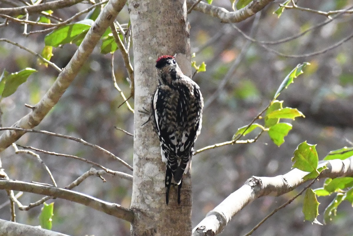 Желтобрюхий дятел-сокоед - ML646525104