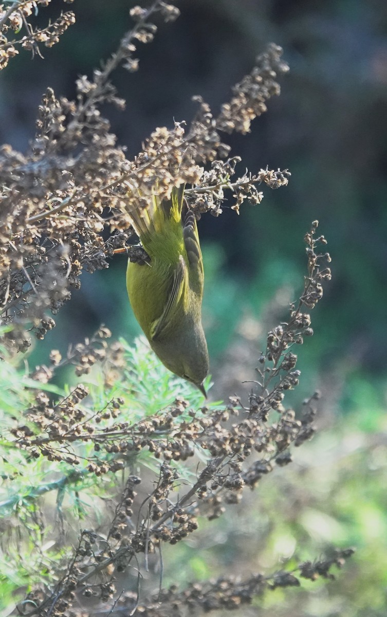 Orange-crowned Warbler - ML646525105