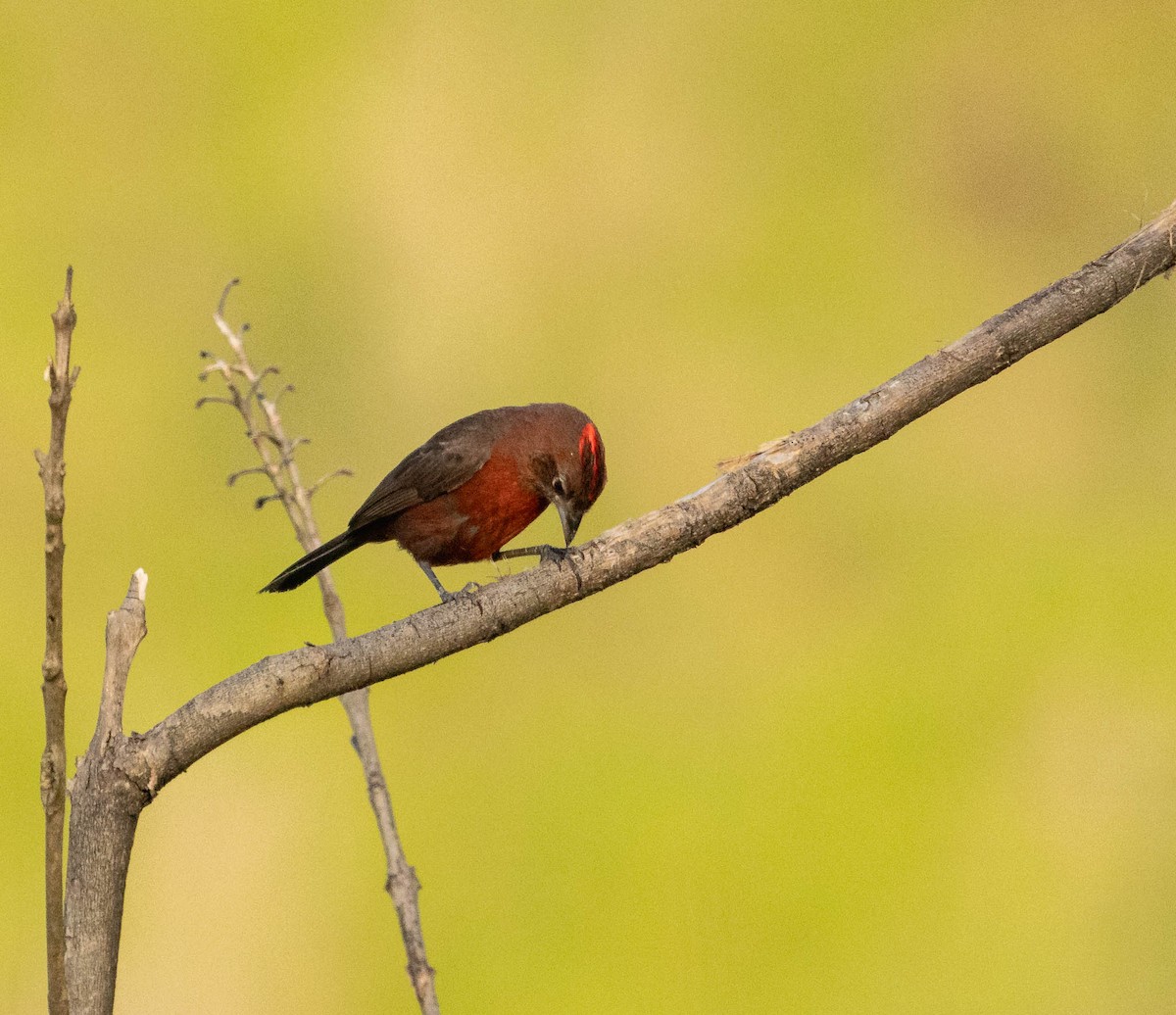 Red-crested Finch - ML646525110