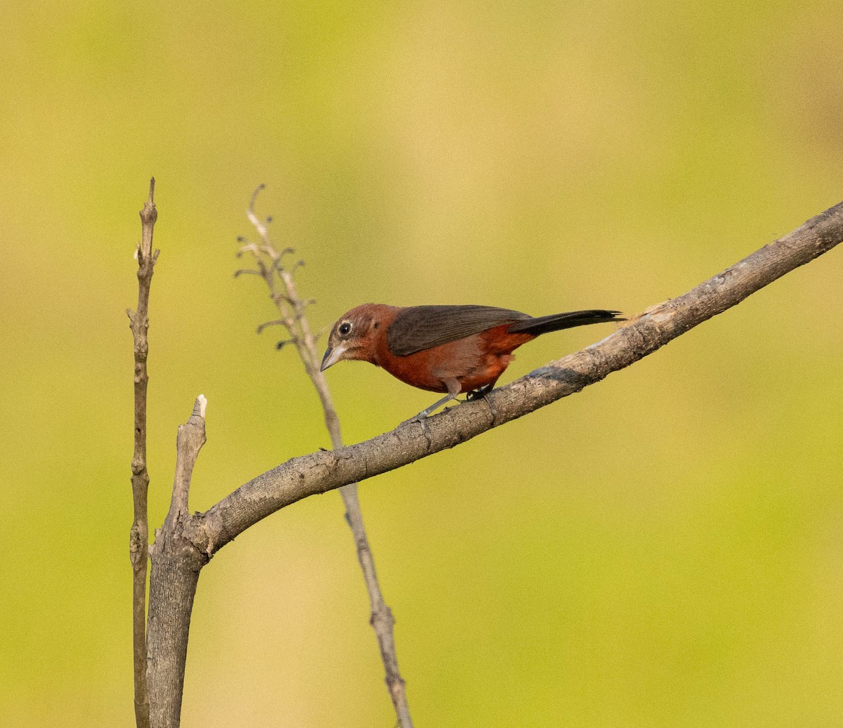 Red-crested Finch - ML646525111