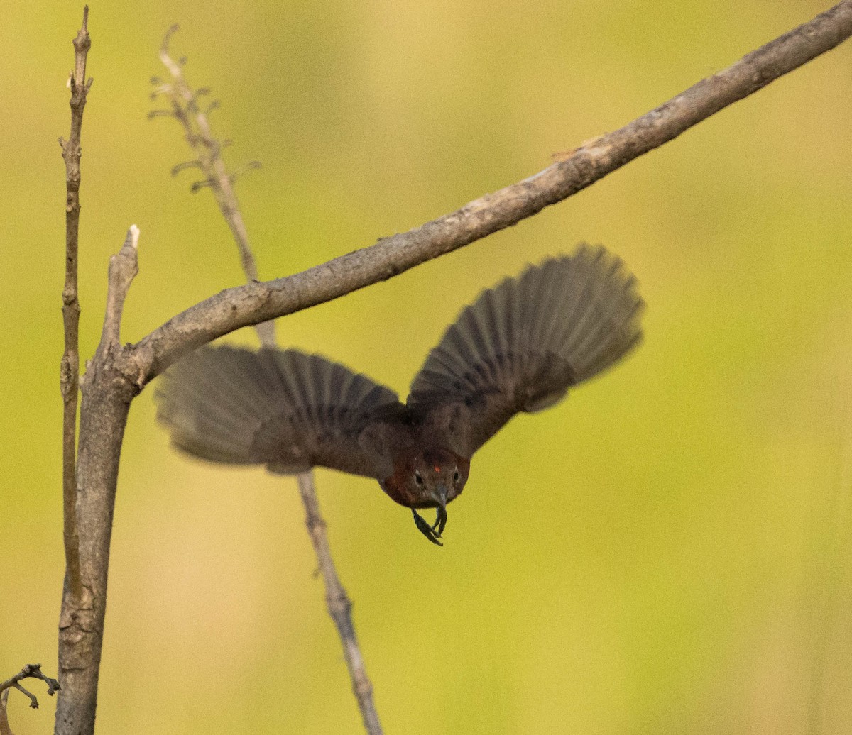 Red-crested Finch - ML646525112