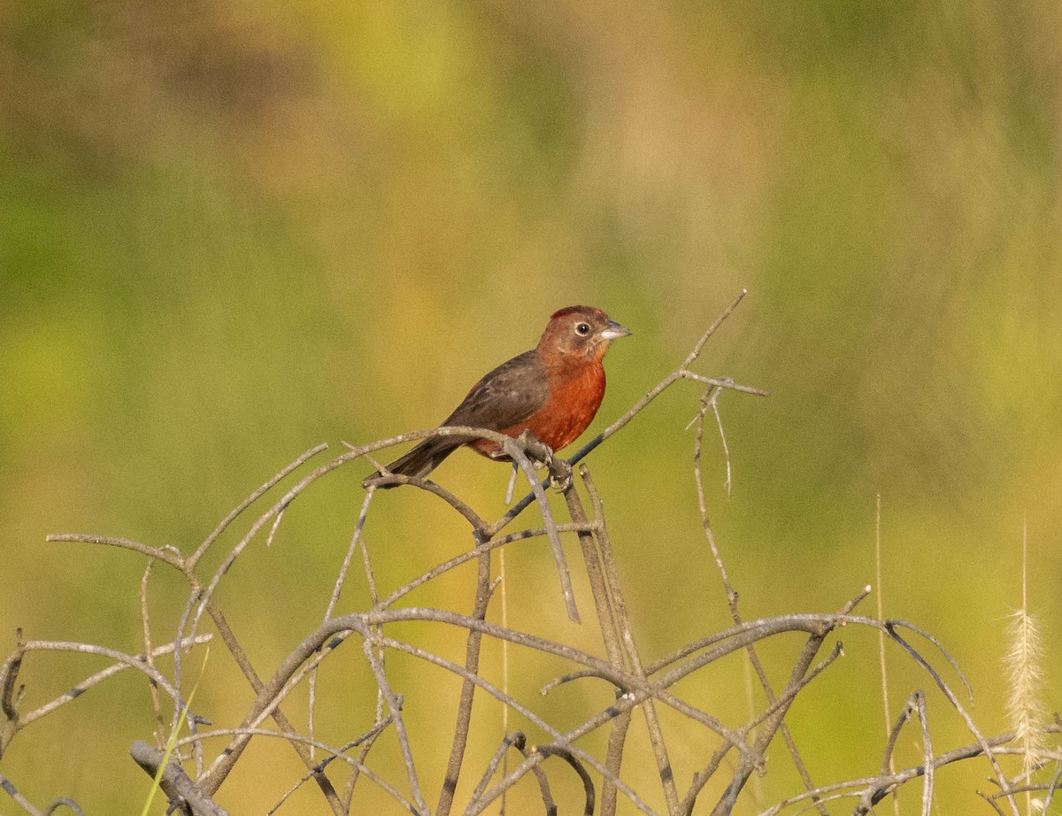 Red-crested Finch - ML646525113