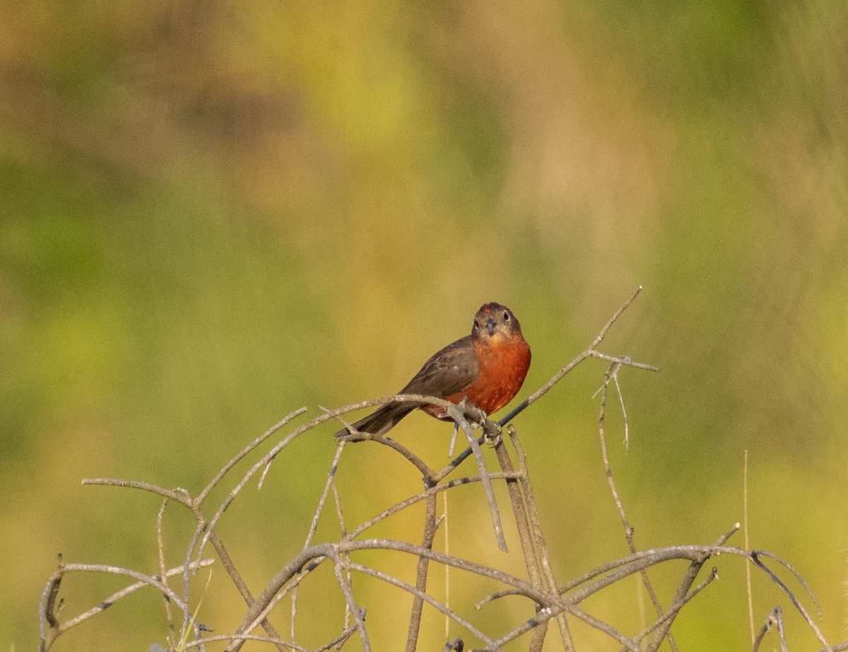 Red-crested Finch - ML646525114