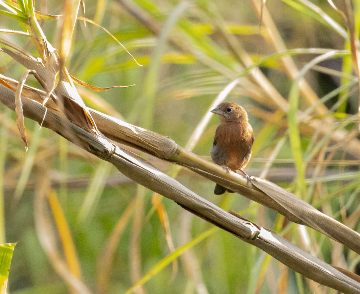Red-crested Finch - ML646525115