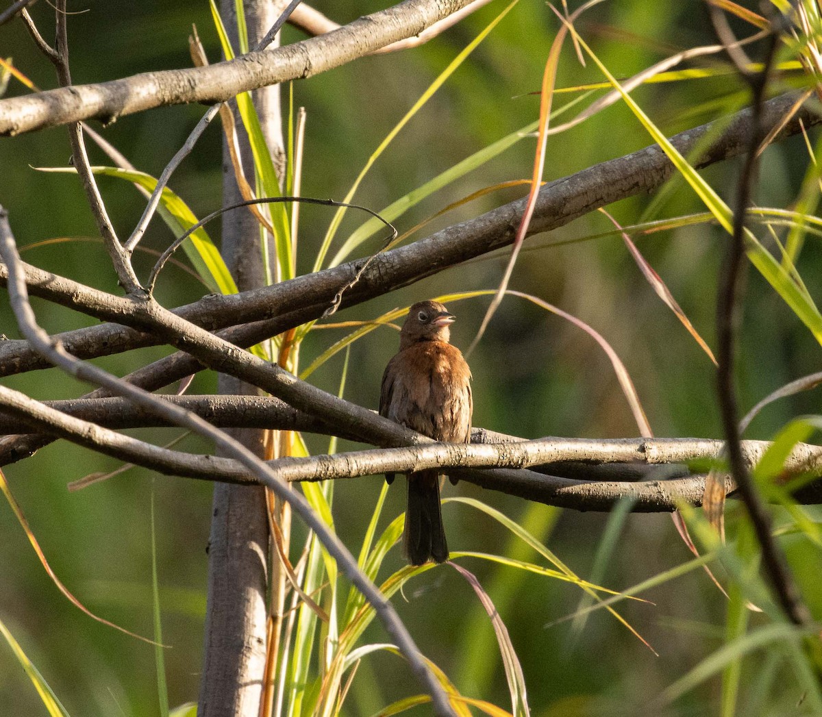 Red-crested Finch - ML646525116