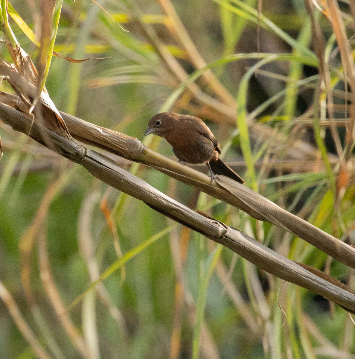 Red-crested Finch - ML646525117