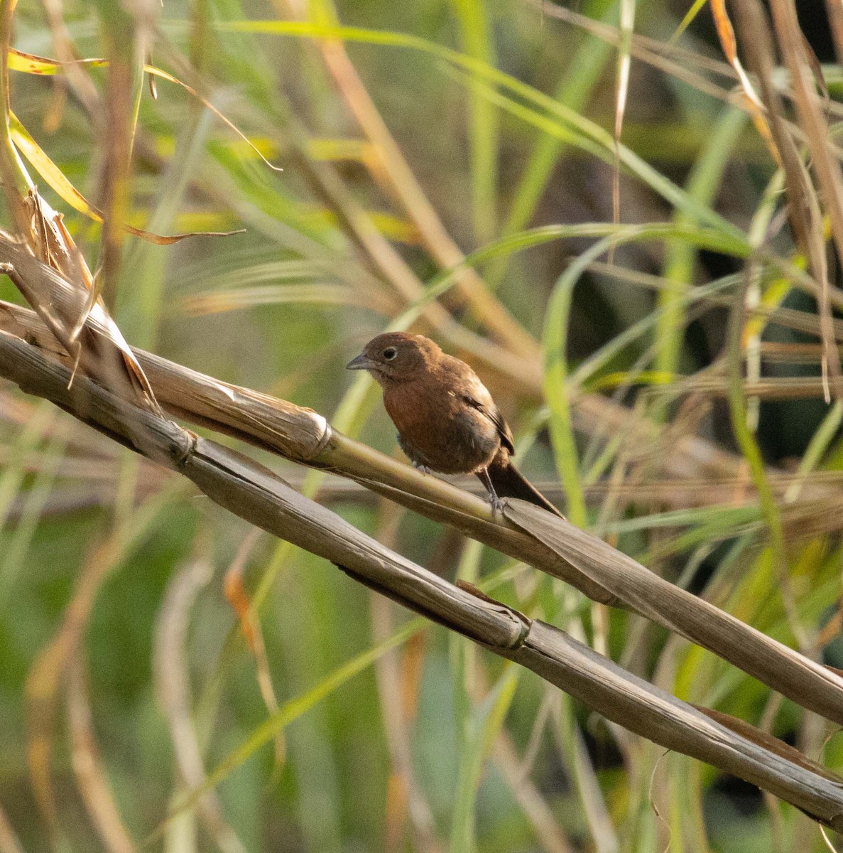 Red-crested Finch - ML646525118