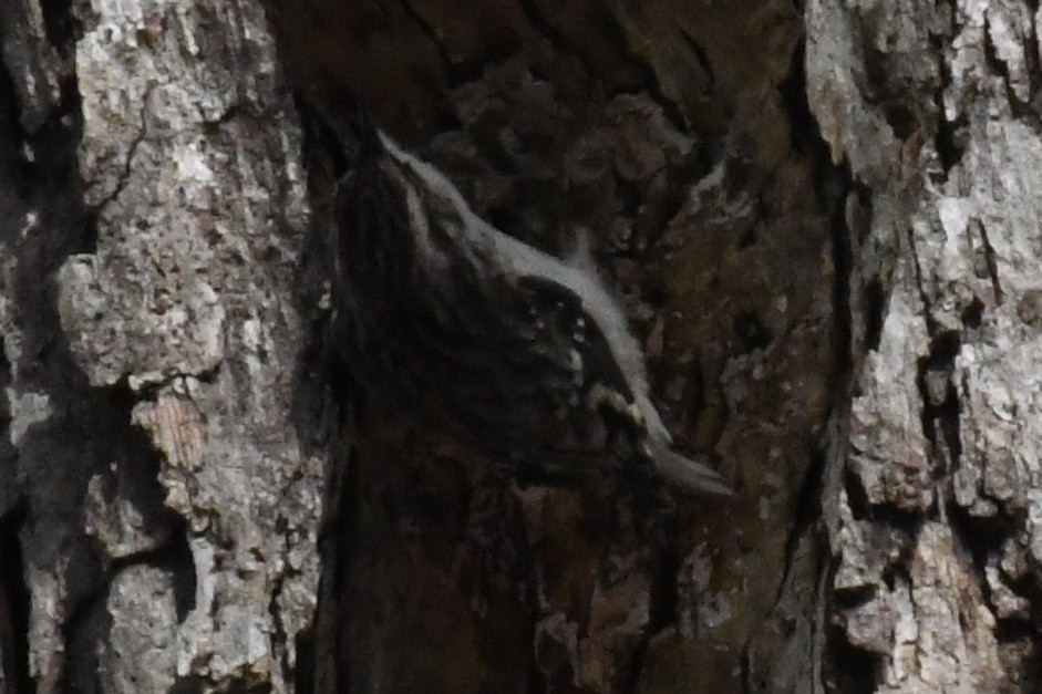 Agateador Americano (americana/nigrescens) - ML646525120