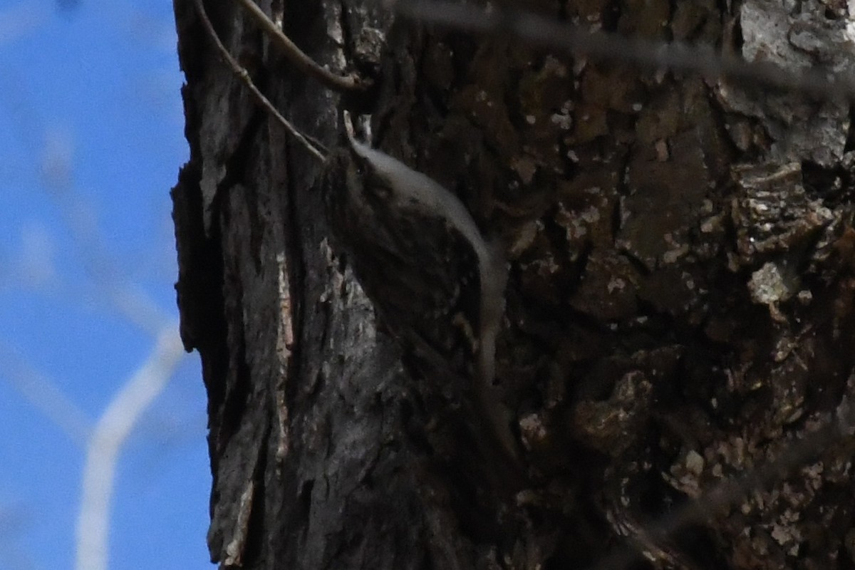 Agateador Americano (americana/nigrescens) - ML646525121