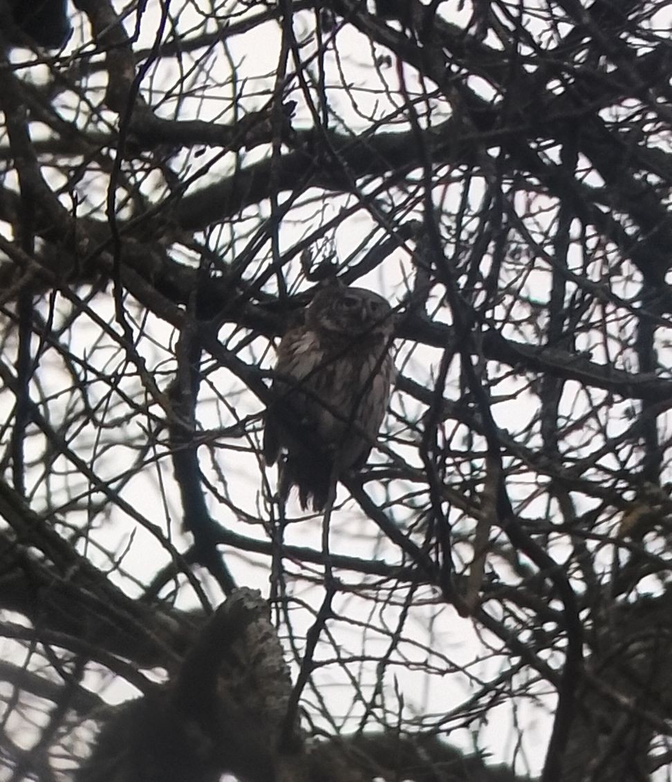 Eurasian Pygmy-Owl - ML646525128