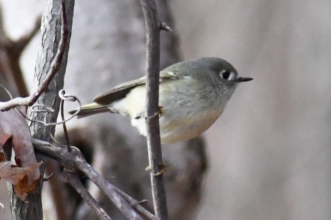 Рубиноголовый королёк - ML646525129