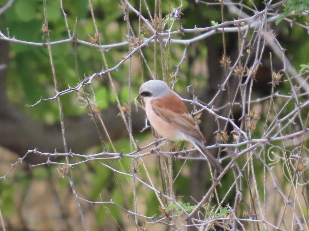 Pie-grièche écorcheur - ML646525130