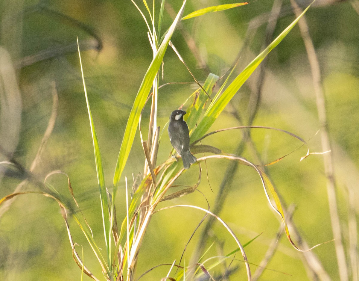 Lined Seedeater - ML646525133