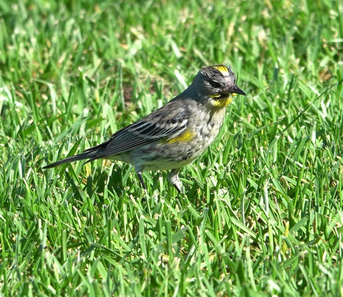 Yellow-rumped Warbler - ML646525134