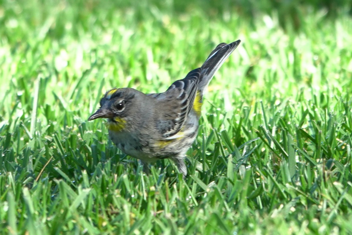 Yellow-rumped Warbler - ML646525135