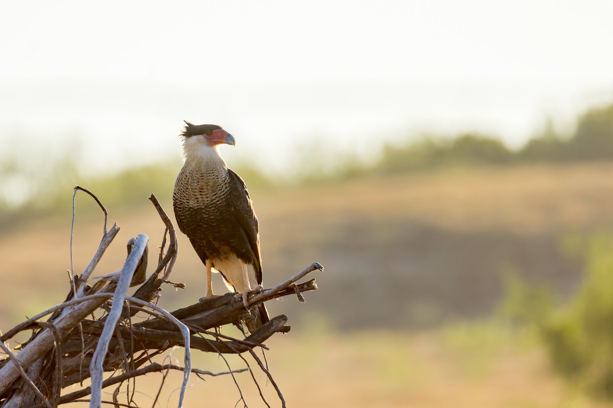 karančo jižní - ML646525136