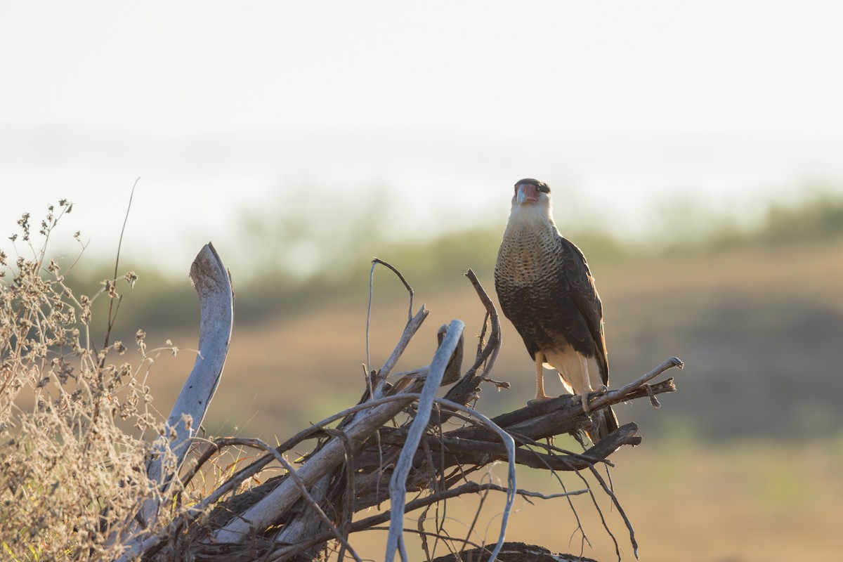 karančo jižní - ML646525137