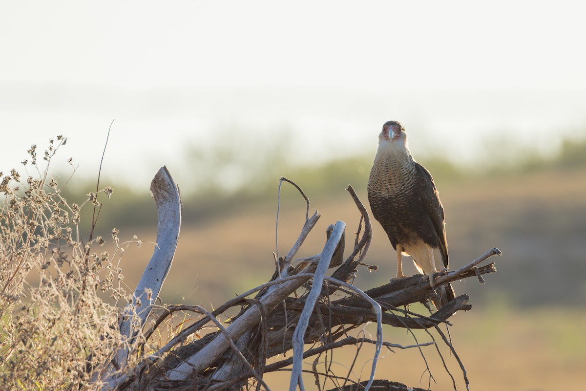 karančo jižní - ML646525138