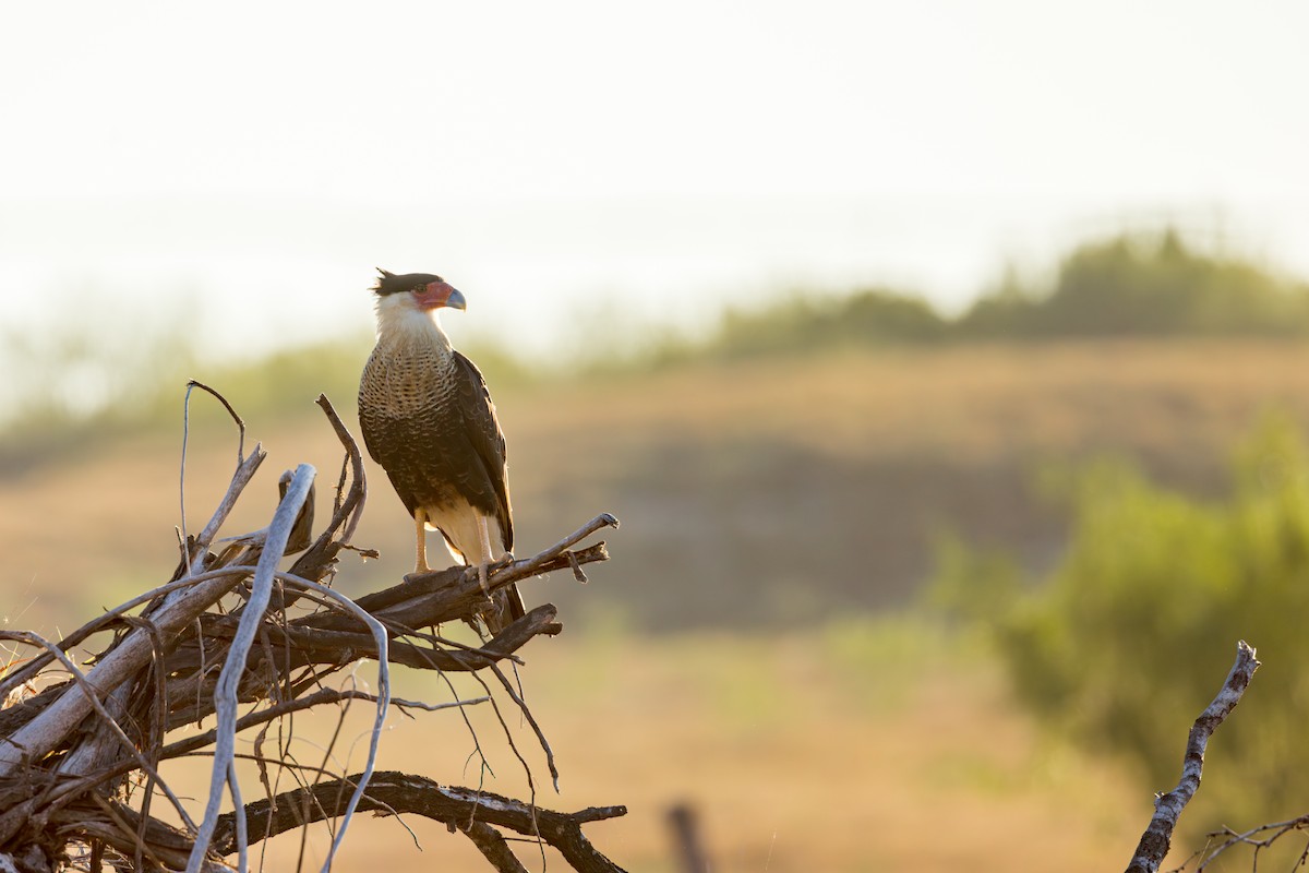 karančo jižní - ML646525140