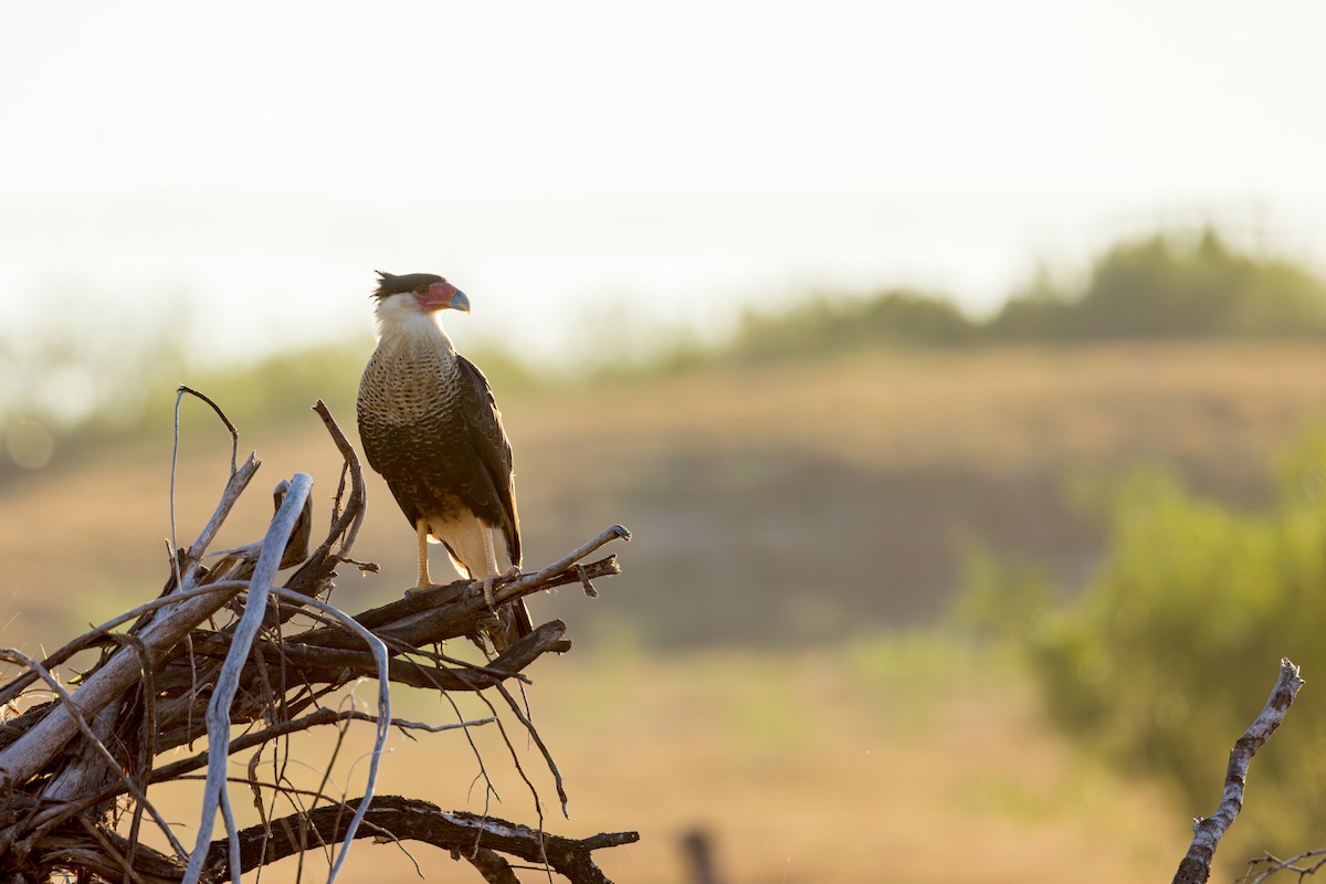 karančo jižní - ML646525141