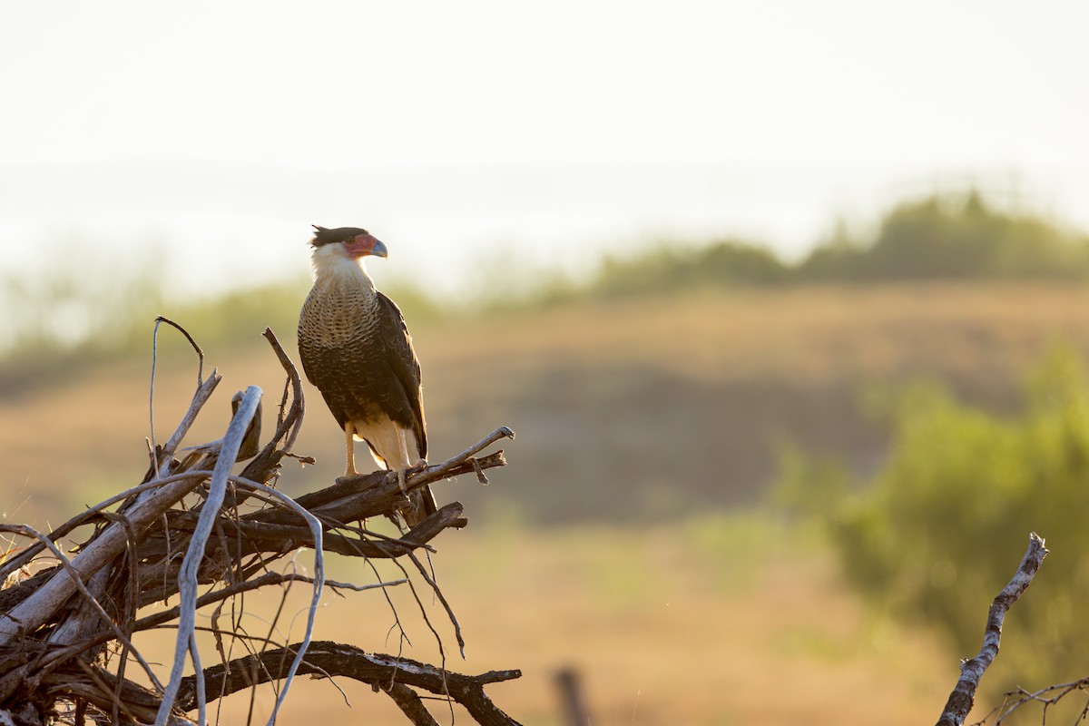 karančo jižní - ML646525142