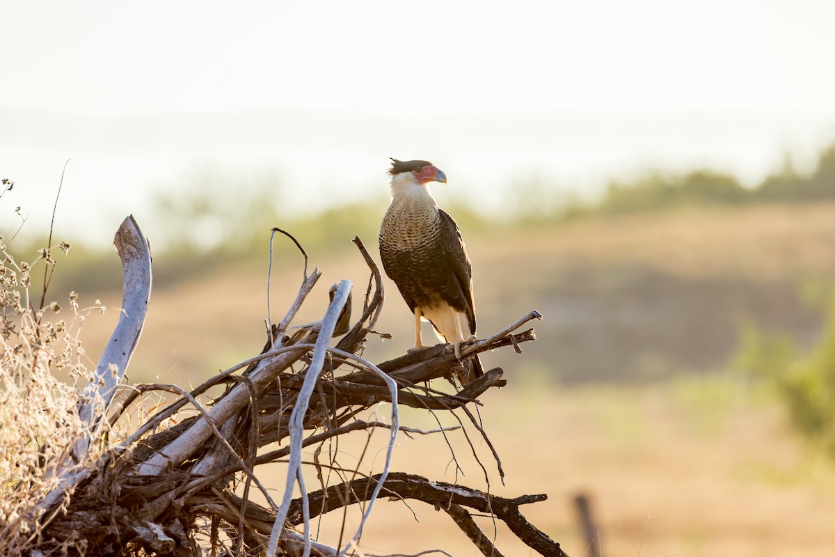 karančo jižní - ML646525143
