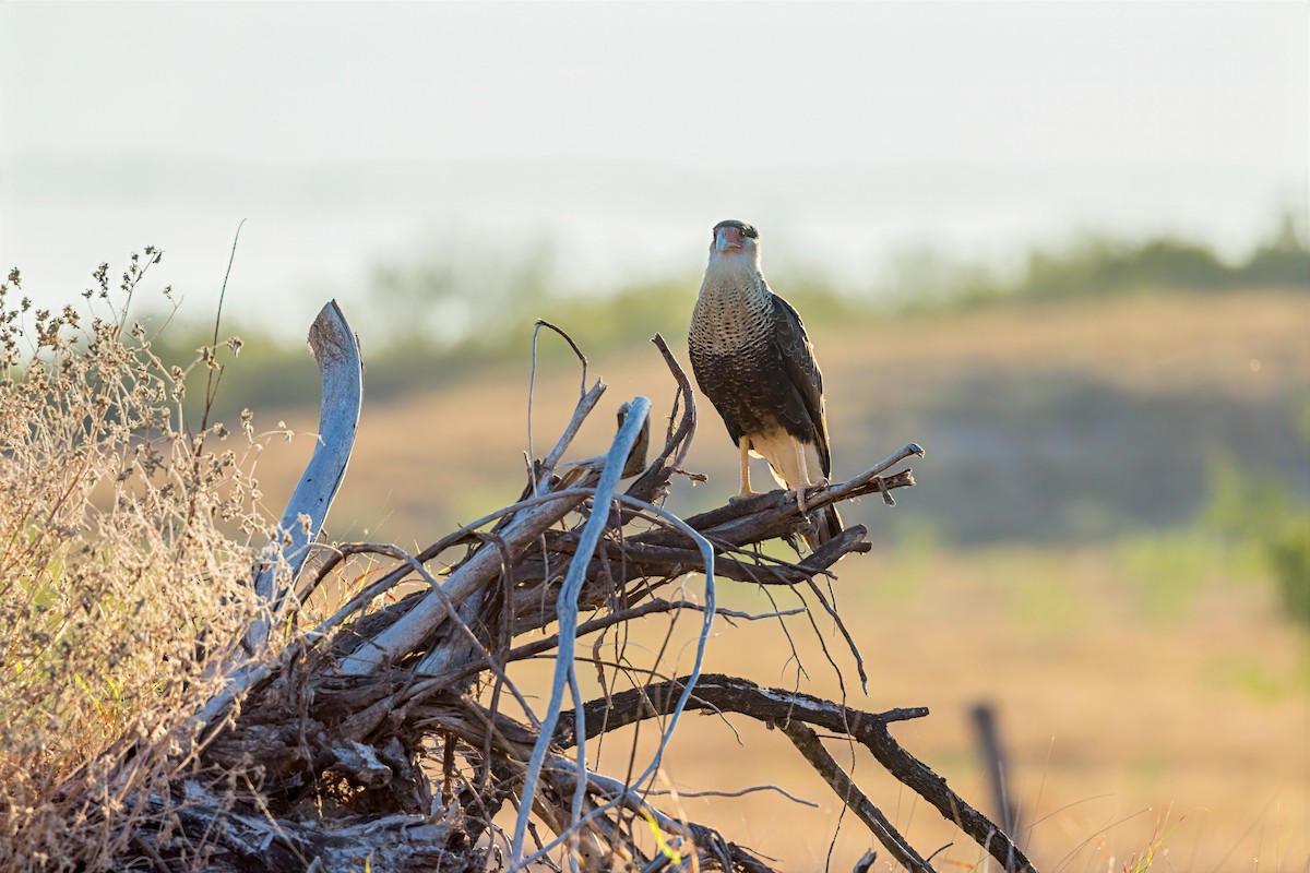 karančo jižní - ML646525146