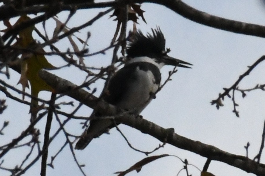 Опоясанный зимородок - ML646525147