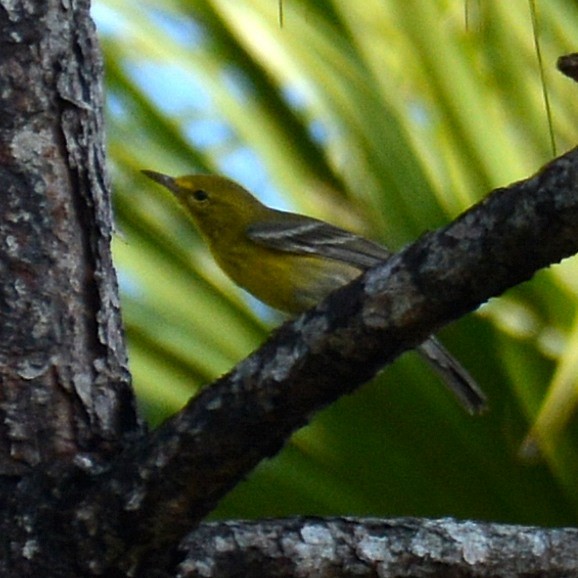 Pine Warbler - ML646525149