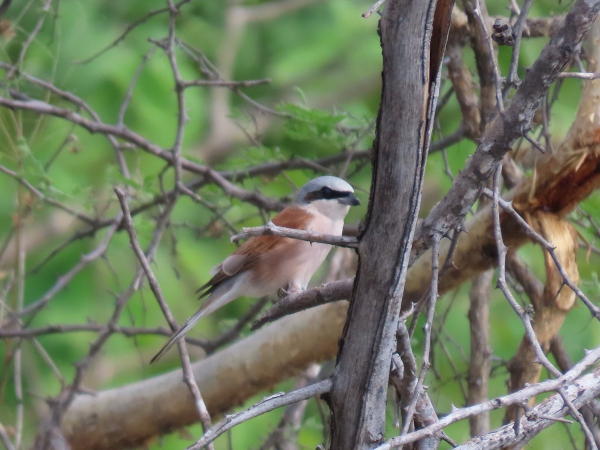 Pie-grièche écorcheur - ML646525150