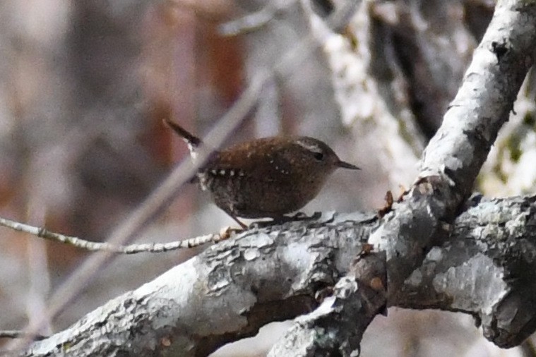 Американский крапивник - ML646525151