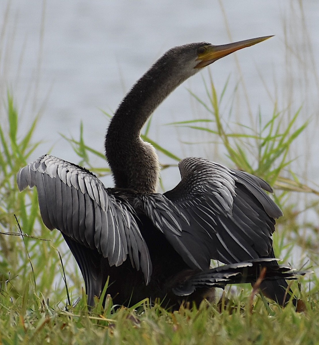 Anhinga - ML646525173